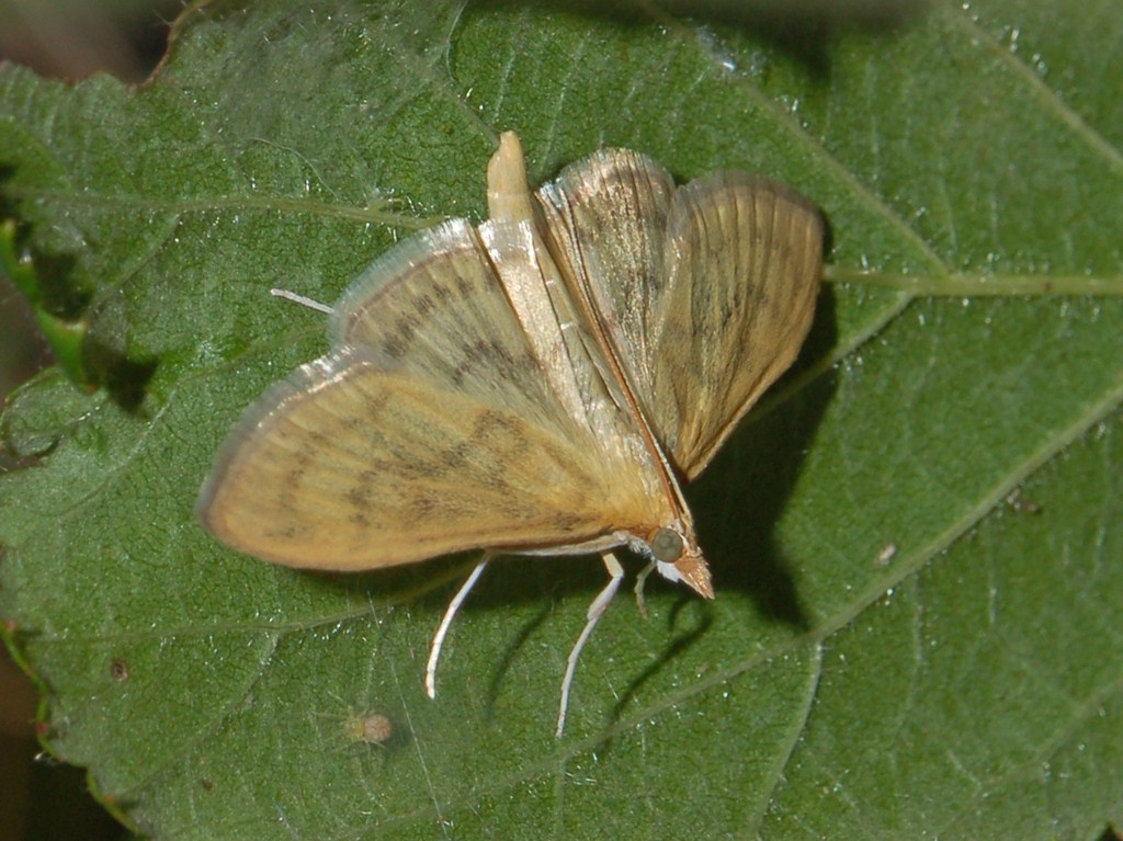 Crambidae da determinare : Paratalanta hyalinalis